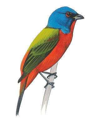 Illustration for Painted Bunting