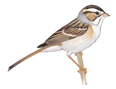 Illustration for Clay-colored Sparrow