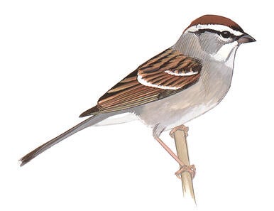 Illustration for Chipping Sparrow