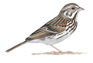 Illustration for Vesper Sparrow