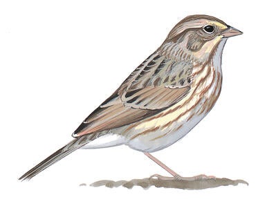 Illustration for Savannah Sparrow