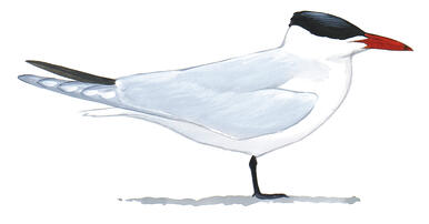 Illustration for Caspian Tern
