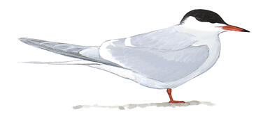 Illustration for Common Tern