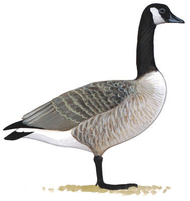 Illustration for Canada Goose
