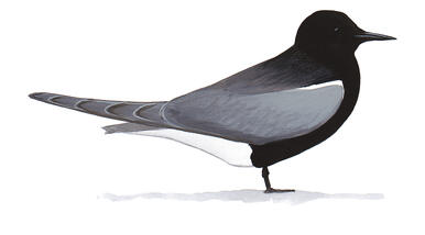 Illustration for Black Tern