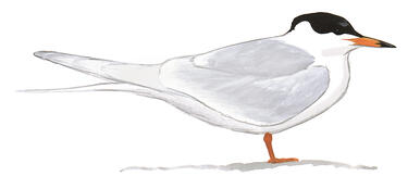 Illustration for Forster&#039;s Tern