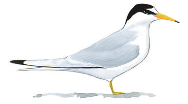 Illustration for Least Tern
