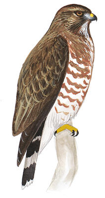 Illustration for Broad-winged Hawk
