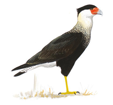 Illustration for Crested Caracara