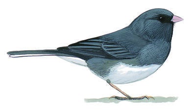 Illustration for Dark-eyed Junco