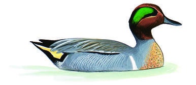 Illustration for Green-winged Teal