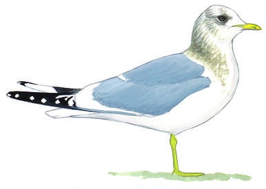Illustration for Mew Gull