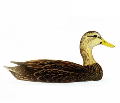 Illustration for Mottled Duck