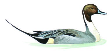 Illustration for Northern Pintail