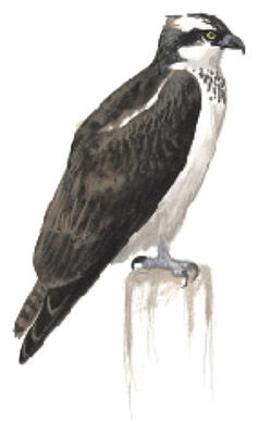 Illustration for Osprey