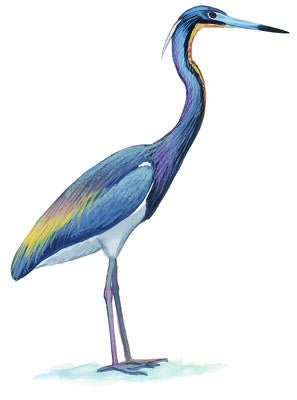 Illustration for Tricolored Heron
