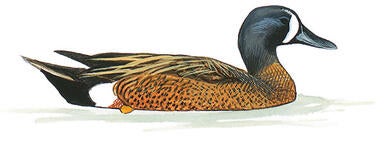 Illustration for Blue-winged Teal