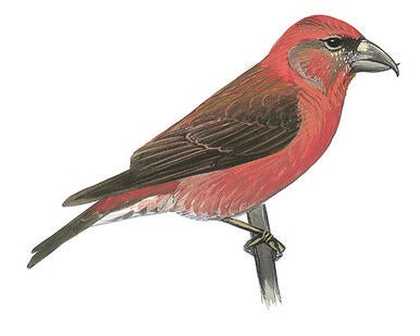 Illustration for Red Crossbill