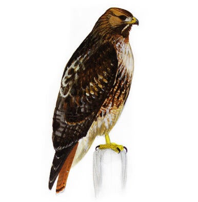 red-tailed hawk