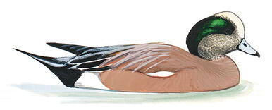 Illustration for American Wigeon