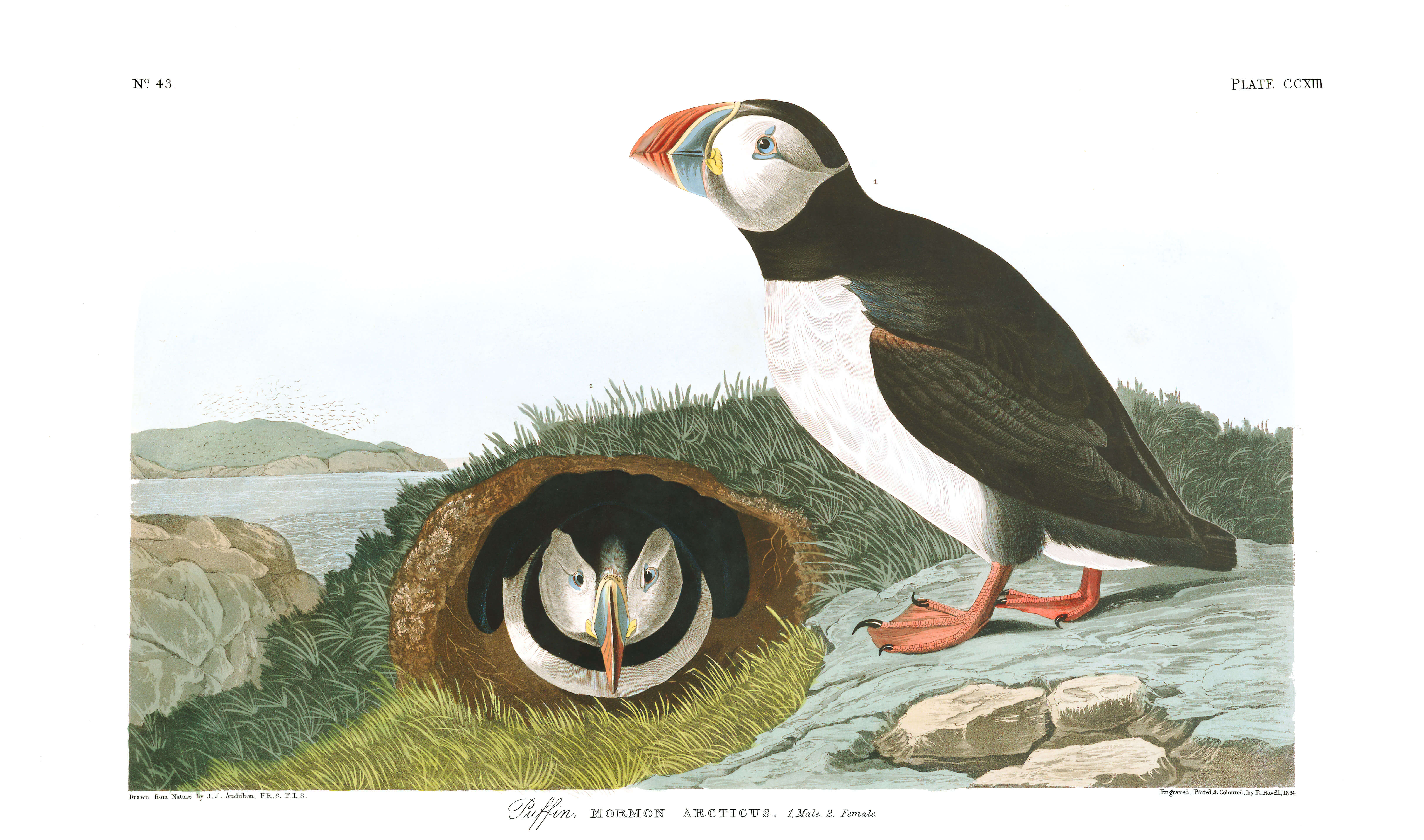 Horned Puffin  Audubon Field Guide