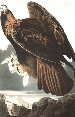 Golden Eagle John James Audubon #39 s Birds of America Golden Eagle John James Audubon #39 s Birds of America