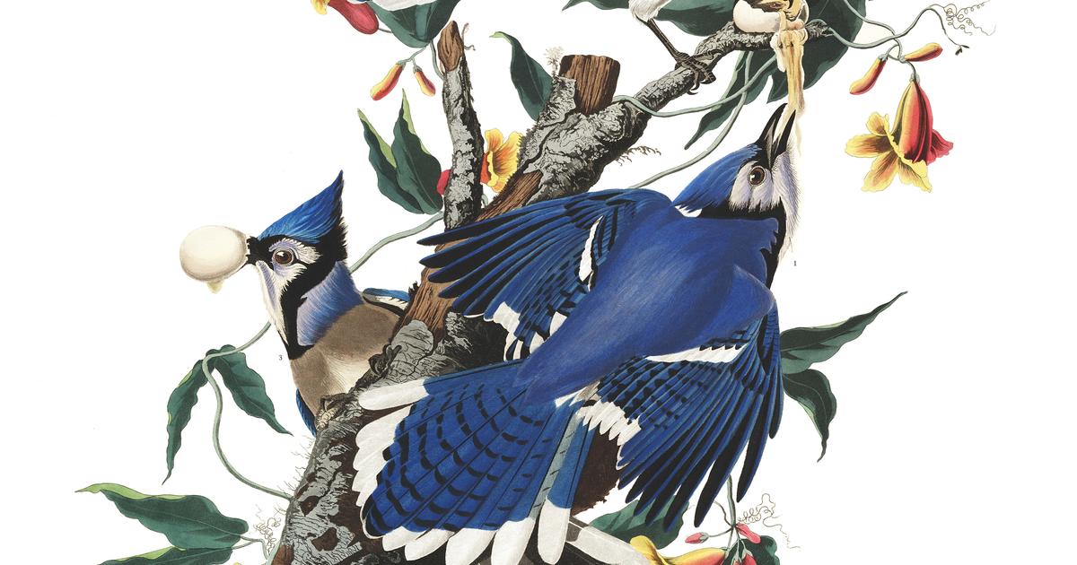 Blue Jay  John James Audubon's Birds of America