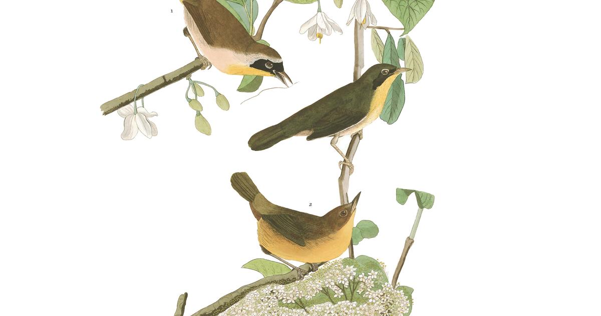 Yellowbreasted Warbler John James Audubon's Birds of America
