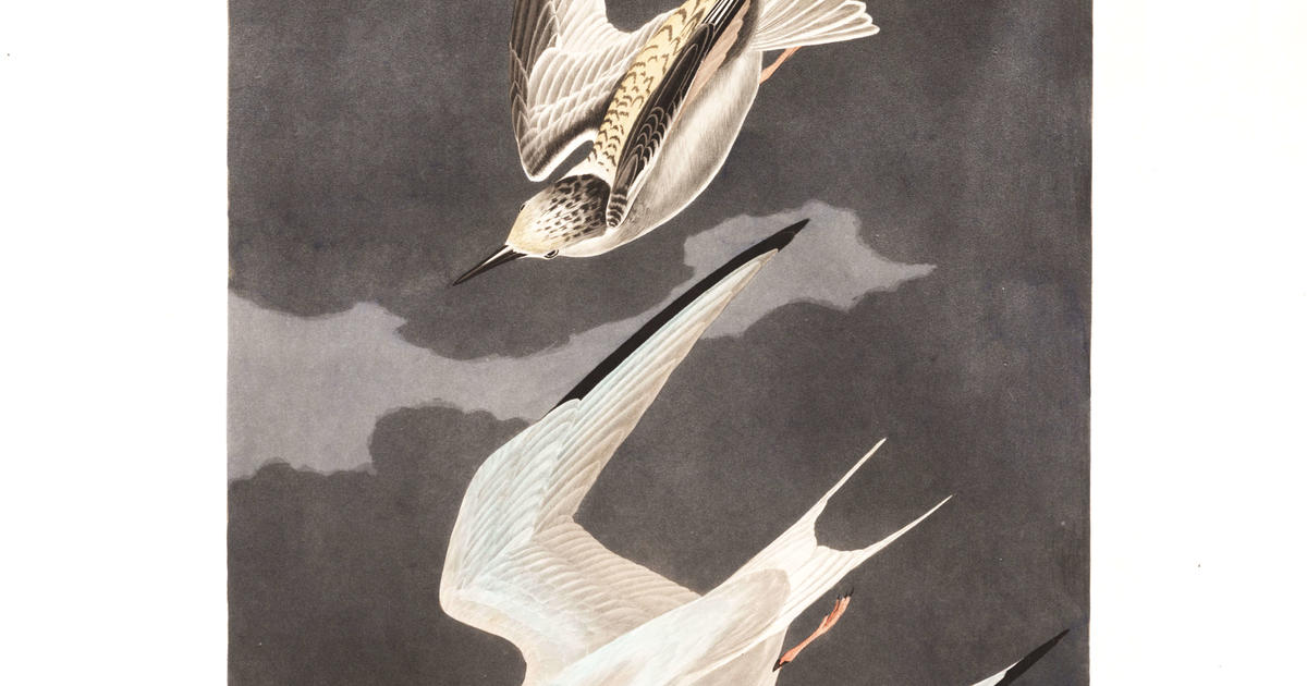 Lesser Tern | John James Audubon's Birds of America