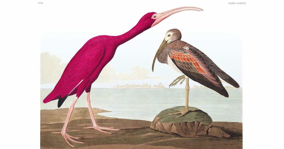 Scarlet Ibis John James Audubon's Birds of America