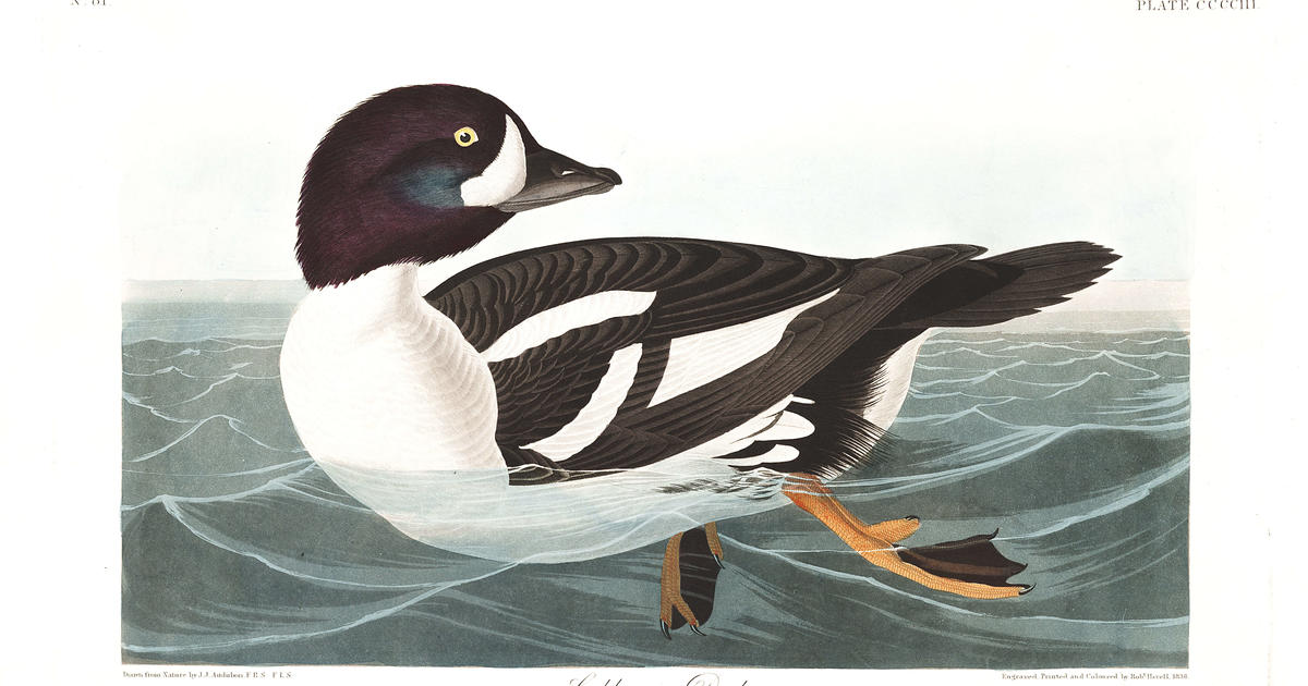 Common Goldeneye — Eastside Audubon Society