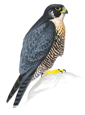 Research Reveals Exactly Why Peregrine Falcons Are So Deadly