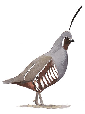 when did the quaik become ca state bird