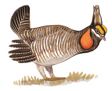 Chicken Coop Menu Urbandale Ia News Chicken And Vegetable Pie With