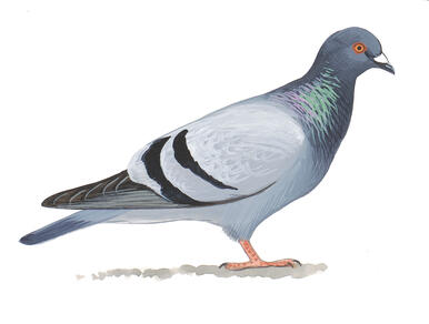 rock pigeon