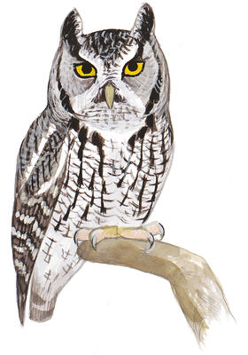 Find Northern Saw Whet Owls With These Five Tips Audubon