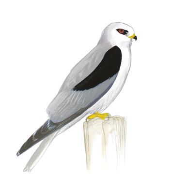 Hawks And Eagles Audubon