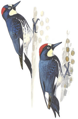 Guide To North American Birds Audubon