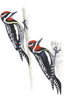 Woodpecker Identification Chart