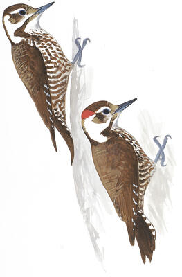 Woodpecker Identification Chart