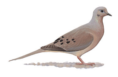 mourning dove