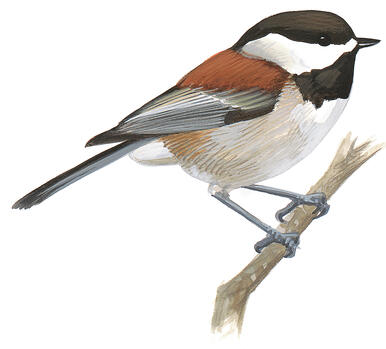 Boreal Chickadee Audubon Field Guide
