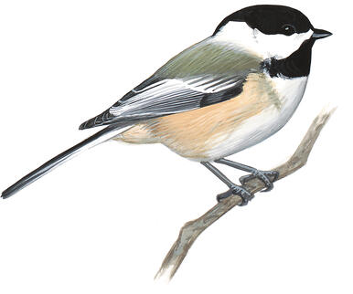 Get To Know These 15 Common Birds Audubon