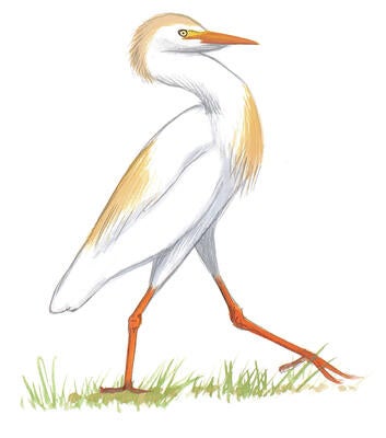 Great Egret Audubon Field Guide >> Snowy Egret Audubon Field Guide Great Egret Audubon Field Guide >> Snowy Egret Audubon Field Guide